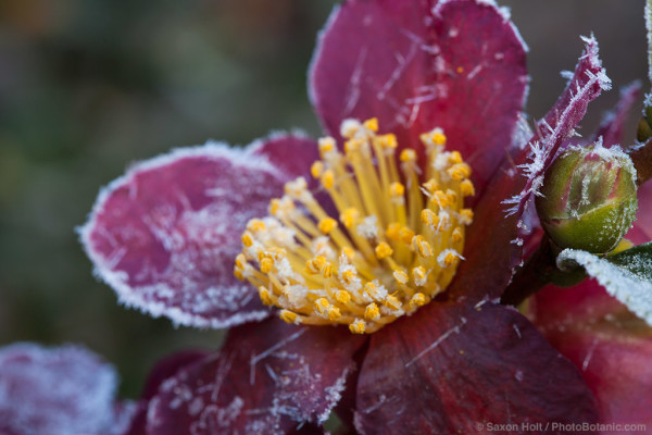 frosty camellia yuletide