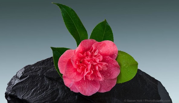 Pink Camellia japonica flower 'Sensation'