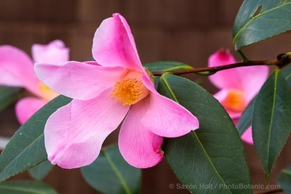 Camellia 'Tulip Time' 