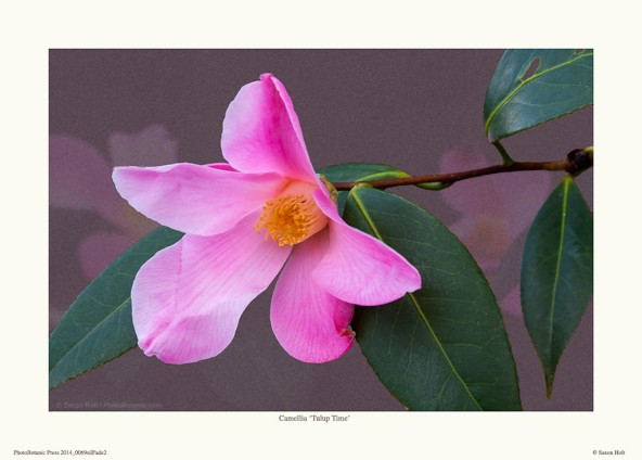 print of Camellia 'Tulip Time'
