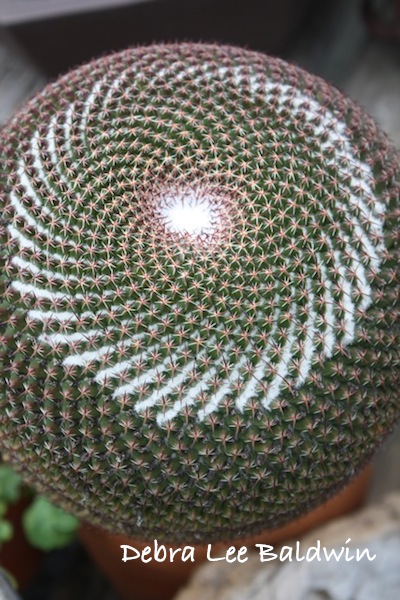 Diane Dunhill's cactus