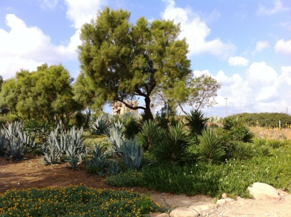 Agave sp. and Tamarix trees
