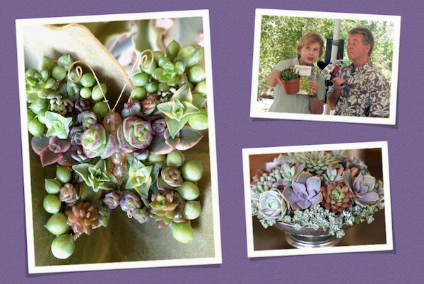 May 17-18: Inspired by designer Laura Eubanks, I made a succulent butterfly to wear in my hair at the Eco-Xpo Garden Festival in San Juan Capistrano, CA. During the event, I was interviewed for local television and created a mounded succulent arrangement. Photo of me by Susan Morse.