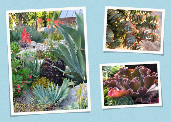 March 22: Three of the 60+ images I showed during my presentation for the San Diego Master Gardeners. 