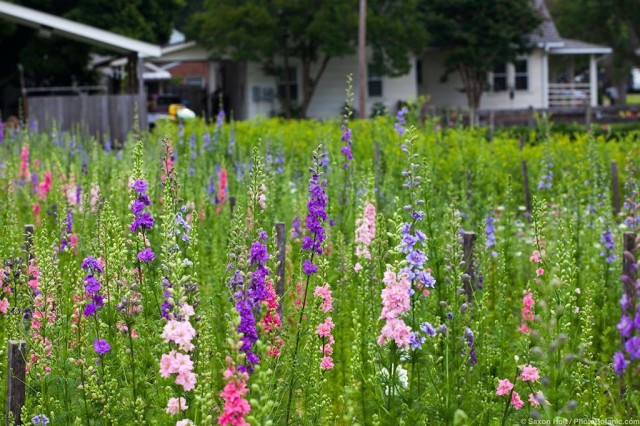 Lisa Ziegler's flower farm