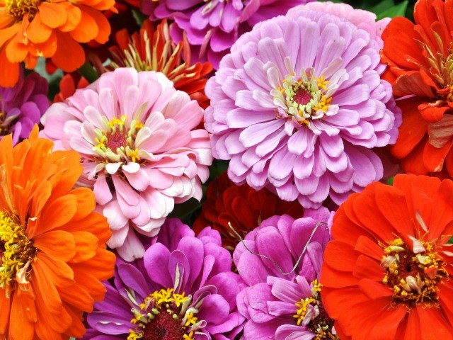 Zinnias and happiness