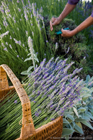 harvesting lavender in herb in basket in vegetable garden
