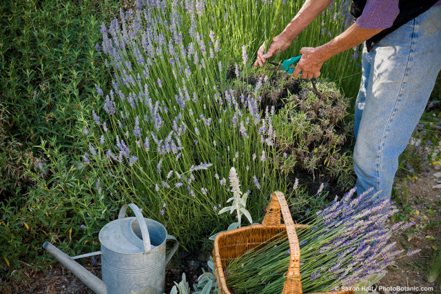 harvesting lavender into basket in herb, vegetable garden