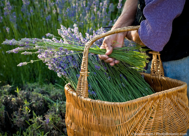harvesting lavender in herb, vegetable garden