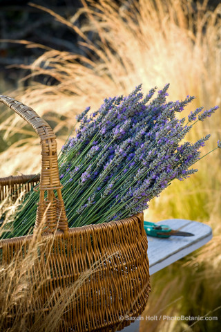 basket of harvested lavender in basket on garden chair