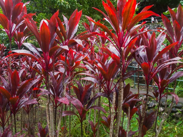Hawaiian Ti Plant
