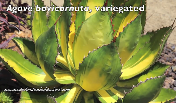Agave bovicornuta, featured photo