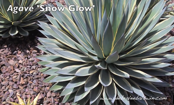 'Snow Glow'