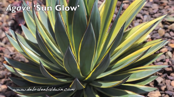 'Sun Glow'