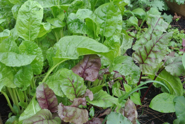 Lettuce from Baker Creek and Heirloom Seeds