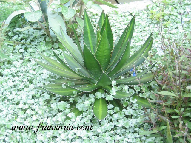 090906-chanticleer 009.jpg-yucca and dichondra