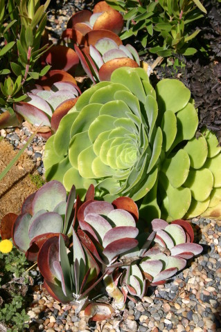 Aeonium, kalanchoes_JFR