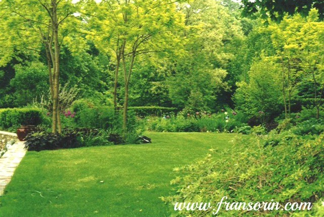 robinia pseudocacia 'frisia'