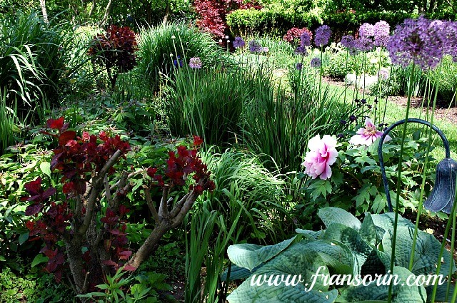 2005-05-22 13.58.47.jpg- back top level of garden- alliums, smoke bush, and peonies