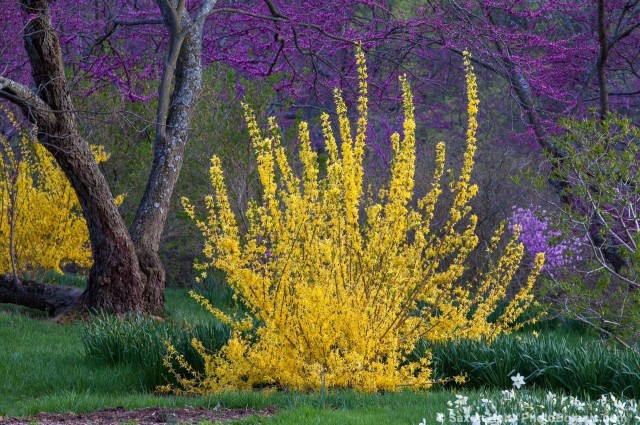 Forsythia 'Winterthur', yellow flowering spring shrub with Redbud tree (Cercis canadense)- Winterthur Garden
