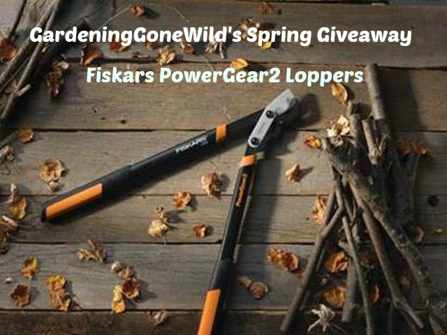 Gardening Gone WIld's Giveaway-Fiskar Loppers