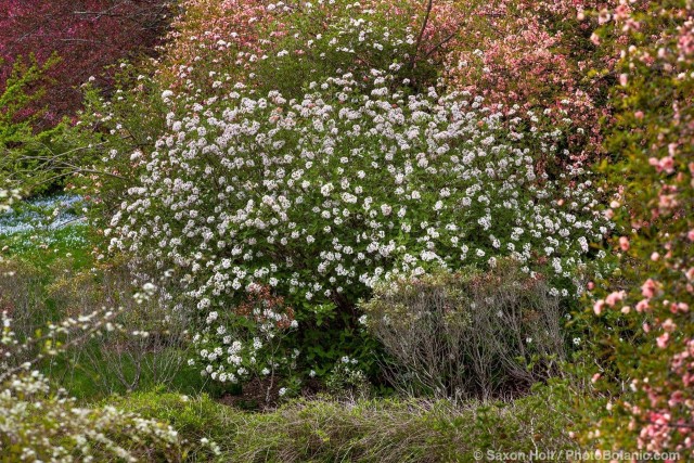 Viburnum carlesii, white flowering fragrant spring blooming shrub; Winterthur Garden