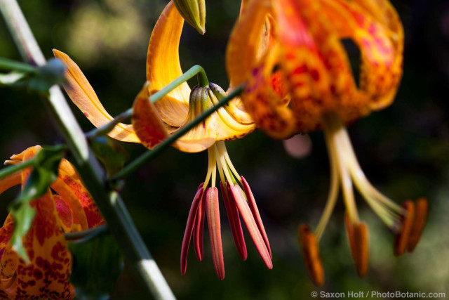 Lilium humboldtii ssp. ocellatum, Humboldt lily, orange flowering California native bulb