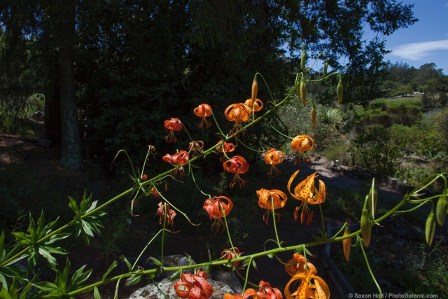 Harsh sun light on Lilium humboldtii in East Bay Regional Botanical Garden;