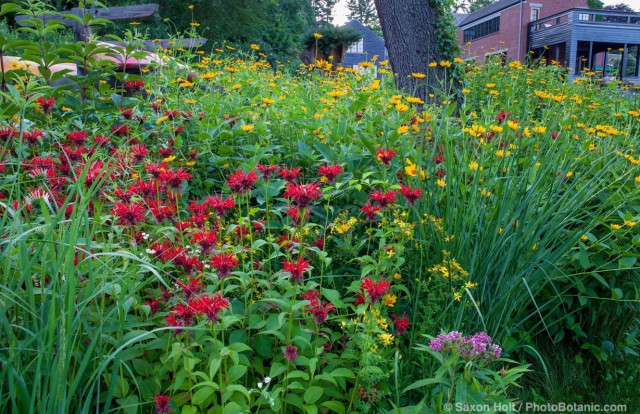 Monarda didyma (crimson beebalm, scarlet beebalm, scarlet monarda, Oswego tea, or bergamot), red flowering perennial wildflower in Connecticut meadow garden with native plants; Larry Weiner Design