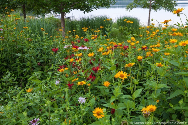 Connecticut meadow garden with native wildflowers; Larry Weiner Design