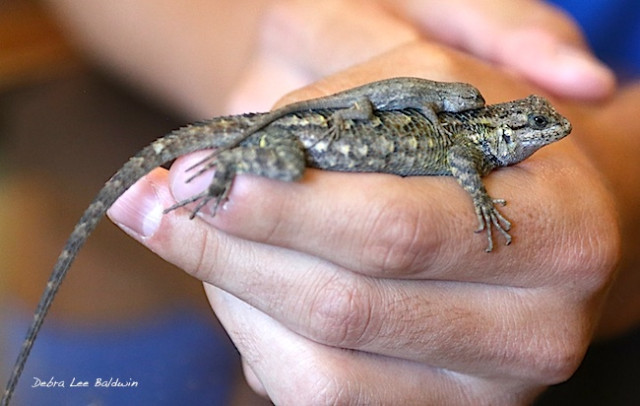 My Garden S Blue Belly Lizards