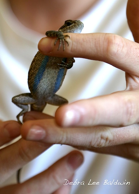 My Garden’s Blue Belly Lizards