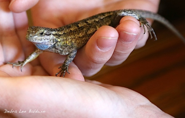 My Garden S Blue Belly Lizards