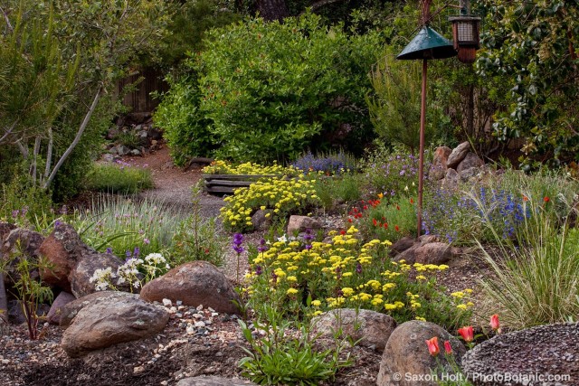 Repeated plantings of yellow flower yellow Sulfer Buckwheat (Eriogonum umbellatum) in mixed beds with native rock field stone in Kyte drought tolerant California native plant backyard garden design