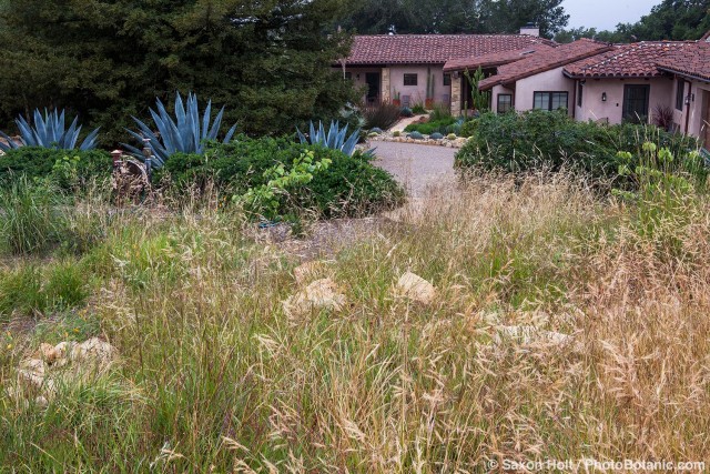 Nassella pulchra, purple Needle grass, nativ egarsse meadow lawn substitute in summer-dry garden Santa Barbara California