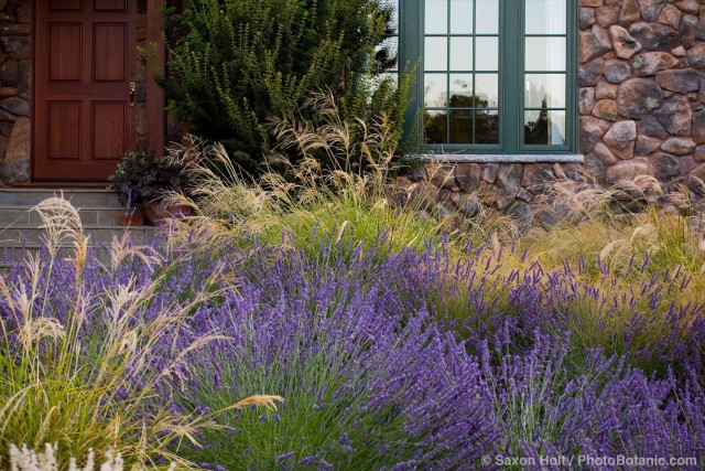 Front yard meadow garden with lavender and ornamental grass, Stipa gigantea, and Anemanthele lessoniana ; design Maile Arnold