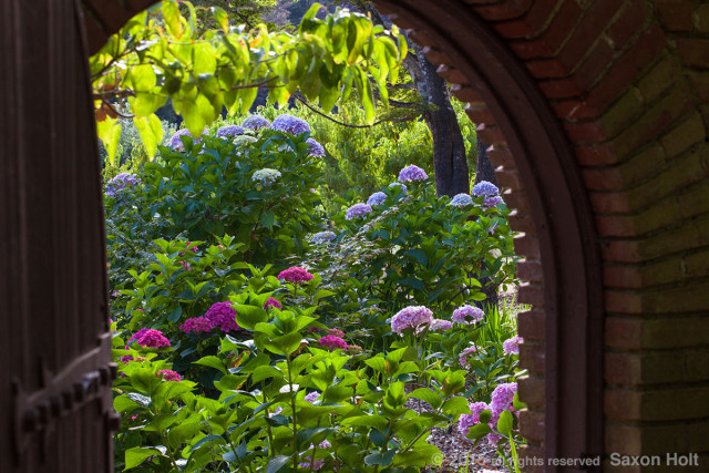 View through garden gate into summer garden with flowering Hydrangea shrubs