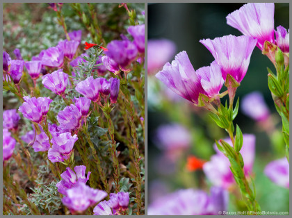 2 macro views of Clarkia williamsonii -