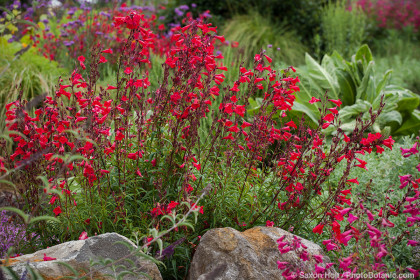 Red Penstemon, summer flower drought tolerant perennial in California garden