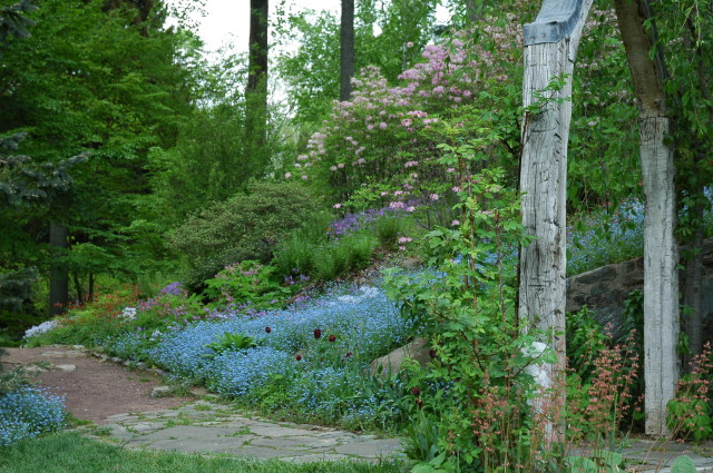 2005-05-13 17.53.47.jpg- spring -woodland walkway- Chanticleer