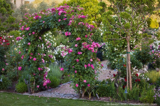 Hybrid Climbing Rose (Rosa ) 'Berries 'n' Cream' bi-color rose on entry arch over path into Magowan country garden room