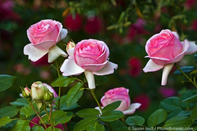 Pink flowering Meilland rose; 'Pierre De Ronsard' aka 'Eden' on fence in California country garden