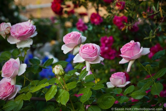 Pink flowering Meilland rose; 'Pierre De Ronsard' aka 'Eden' on fence in California country garden