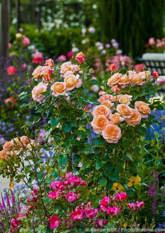 Peach colored Floribunda Rose 'Tuscan Sun' flowering shrub in patio garden in California country garden