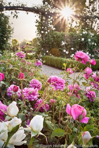David Austin English Rose (Rosa ) 'Christopher Marlowe'; dawn in California rose garden.