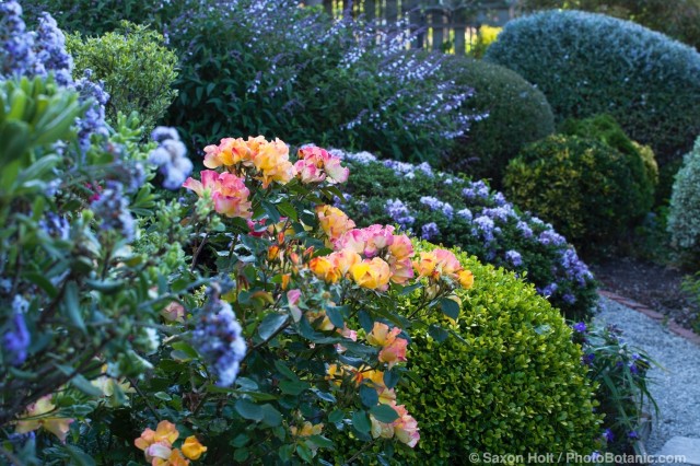 Sally Robertson's California cottage garden; 'Flutterbye' Rose.