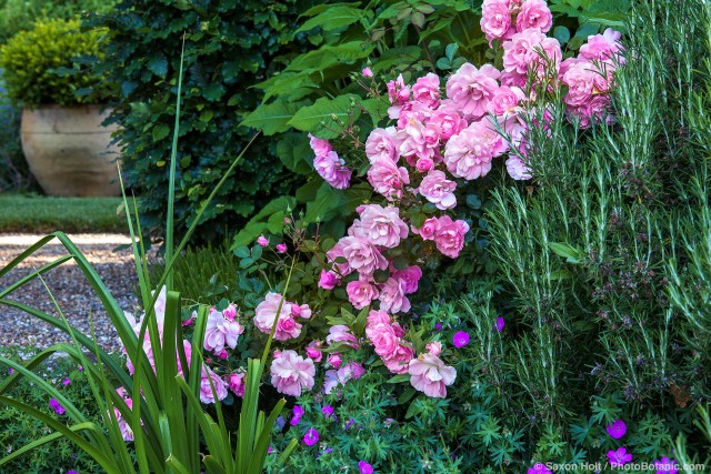 Pink flowering shrub rose 'Cornelia' in mixed border with rosemary and flowering geranium sanguineum sprawling groundcover; Gary Ratway garden