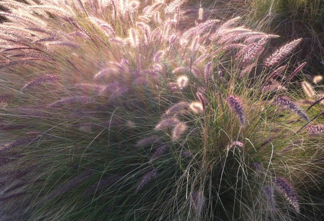 Pennisetum 'rubrum'