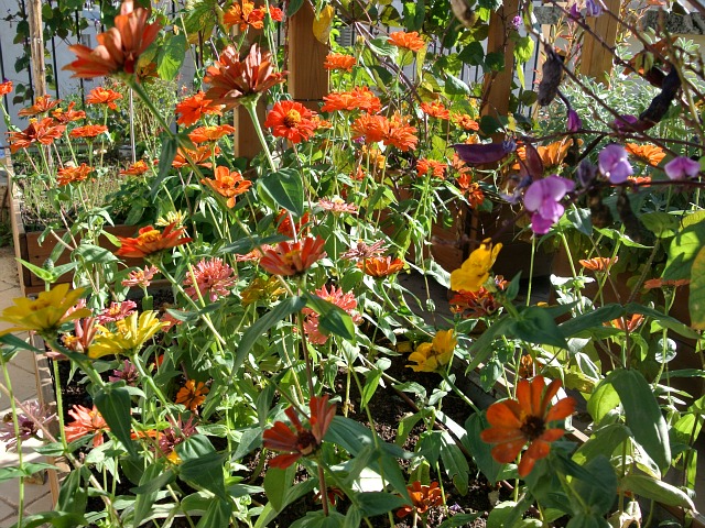 Zinnias