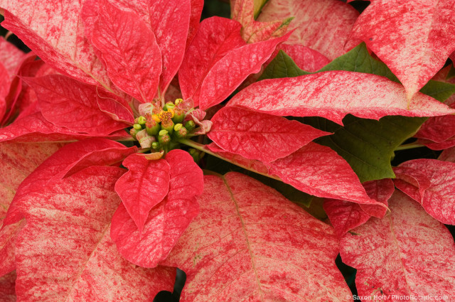 Poinsettia 'Monet Twilight' Euphorbia pulcherrima red foliage flower bracts, Christmas plant